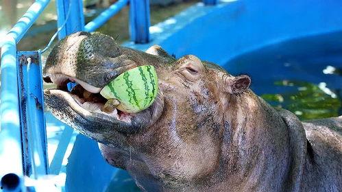 吃瓜变成河马的老太婆视频,吃瓜奇遇记