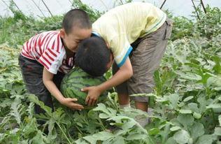 莱阳义乌吃瓜事件视频,一场网络争议的发酵与反思