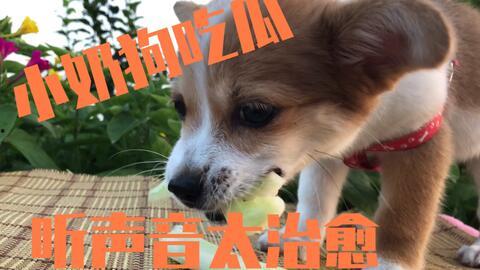 小狗狗吃瓜视频大全播放,小狗狗吃瓜视频大全热映，萌态百出引网友爆笑