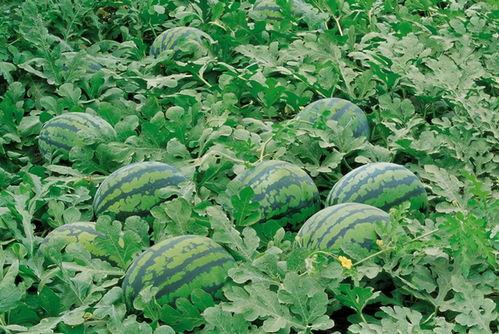 农村365视频吃瓜比赛,一场别开生面的吃瓜大赛盛宴