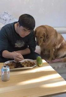 金毛吃瓜视频全集,全集视频趣味盘点