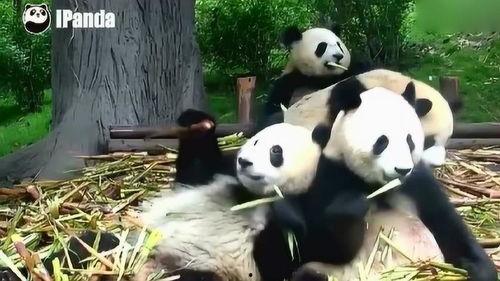 吃瓜熊猫搞笑视频合集在线观看,欢乐无限在线观看