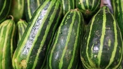 吃梢瓜的视频,梢瓜美食视频大赏