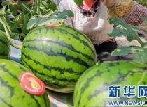 传播吃瓜视频什么处罚,法律后果不容忽视