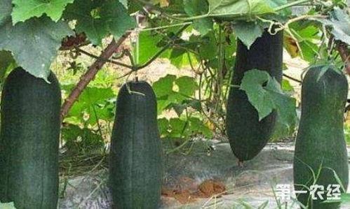 吃三叶瓜视频素材下载网站,海量资源一网打尽