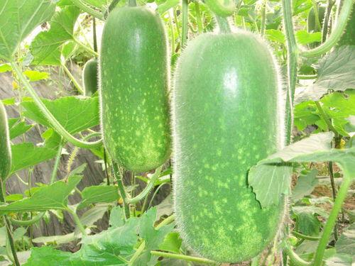 吃掌瓜要削皮吗视频大全,视频大全教你轻松处理