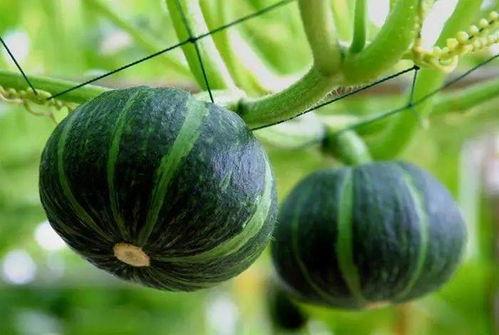 吃玫瑰瓜的视频大全下载,视频大全中的美味探索