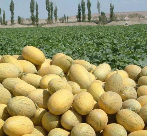 哈密瓜视频吃货大飞,探寻美食之旅，尽享味蕾盛宴