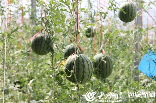 山东金乡吃瓜事原视频,一场盛夏的甜蜜狂欢